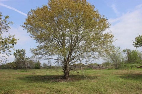 Photo of 852 Green Avenue, Palacios, TX 77465 (MLS # 86405346)