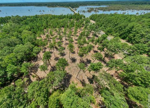 Vacant Land For Sale - 013 Fm 83<br/> San Augustine County, Broaddus, TX 75929