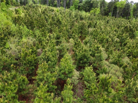 Vacant Land For Sale - TBD Joy Wright Mount Rd<br/> Kilgore, TX 75662