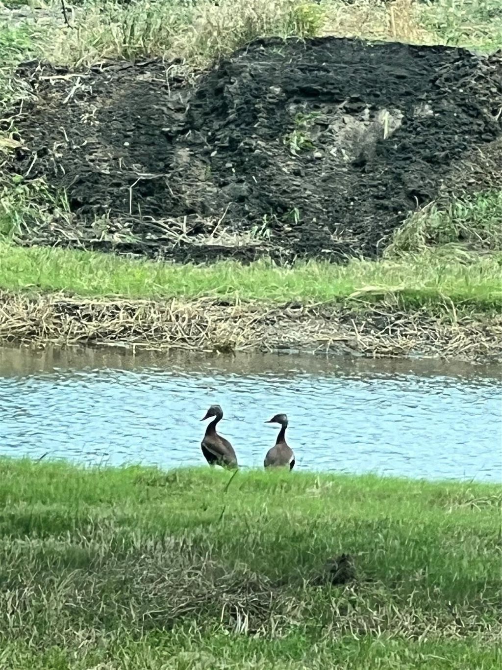 Photo of 10250 Jenny Lynn Lane, Chappell Hill, TX 77426 (MLS # 19899216)