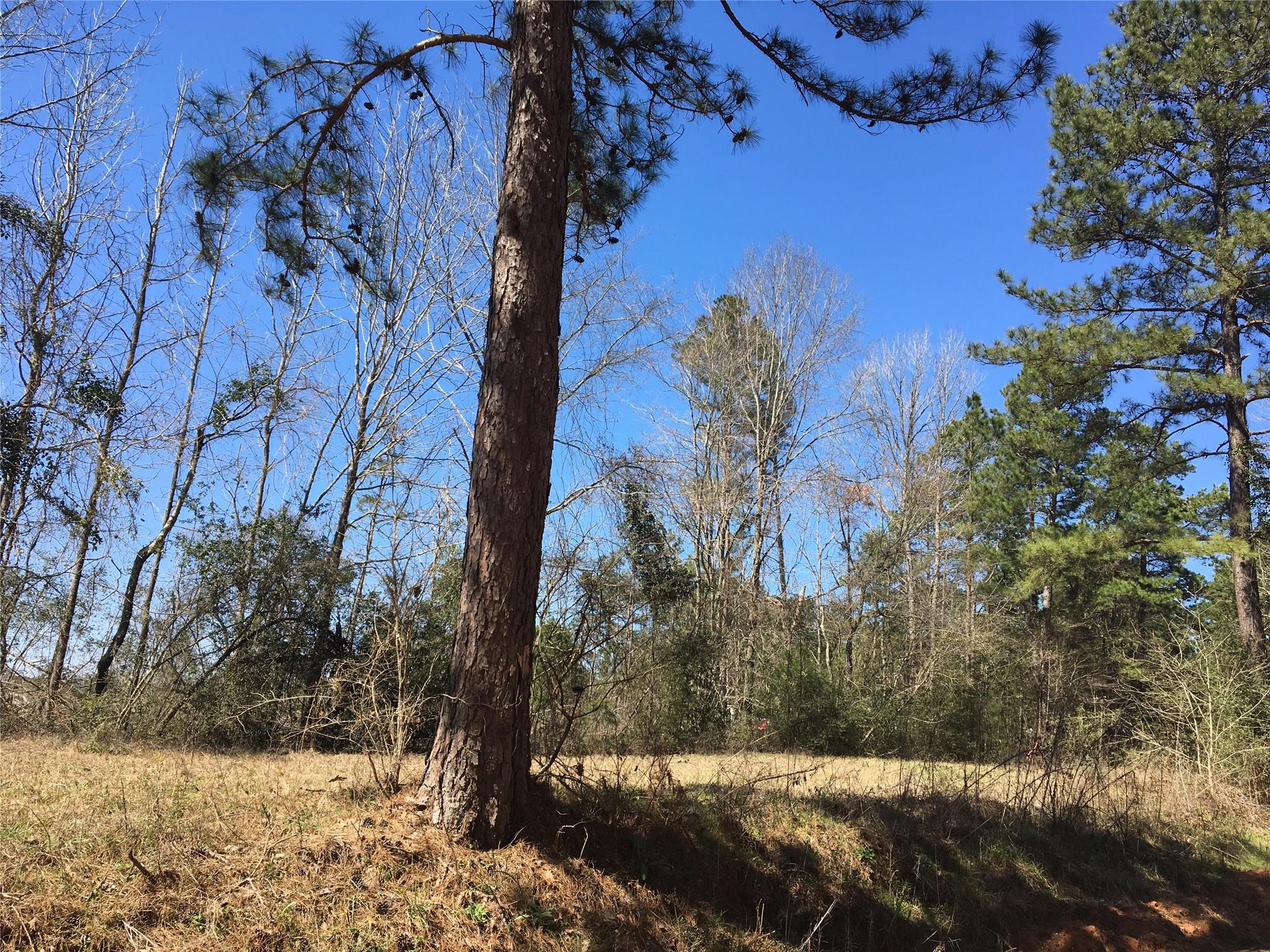 Lot 13 County Road 175