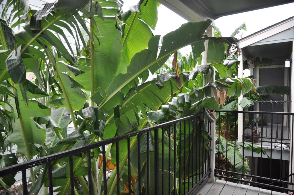 Photo of 3754 Tanglewilde Street #C16, Houston, TX 77063 (MLS # 22499195)