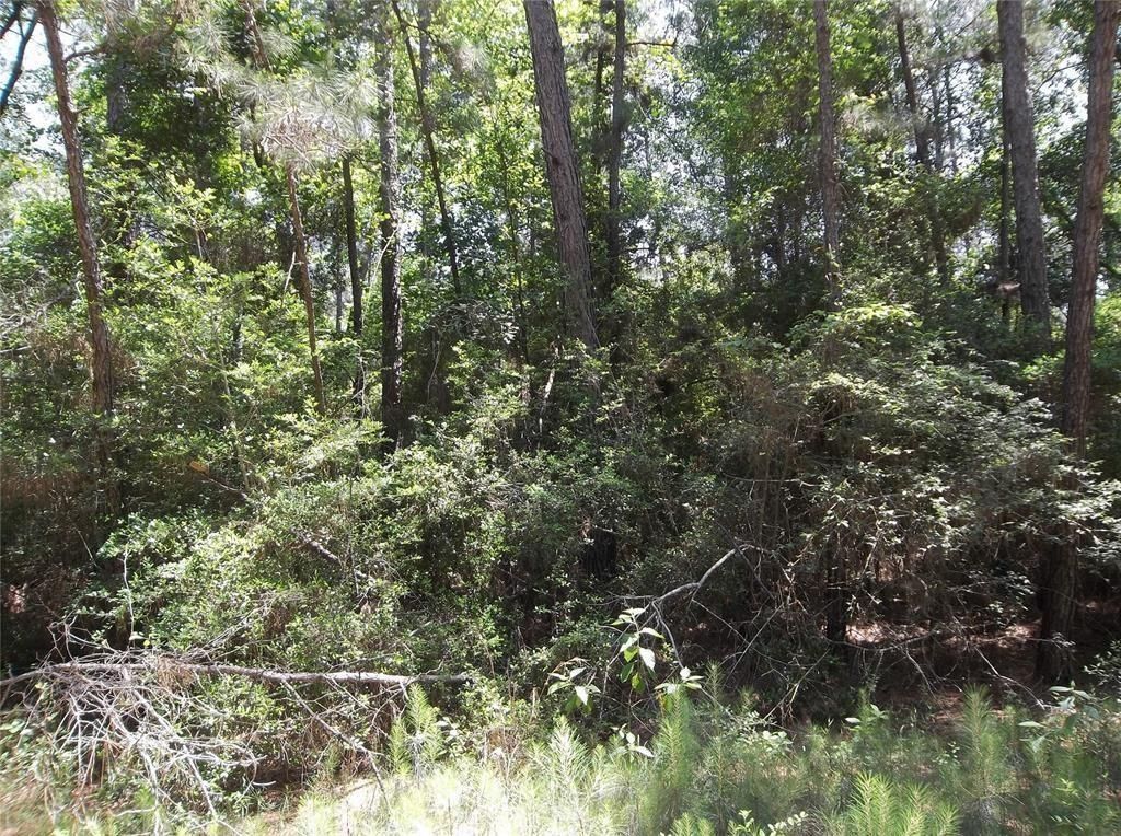 Photo of 0 Warbler, Hempstead, TX 77445 (MLS # 62237018)