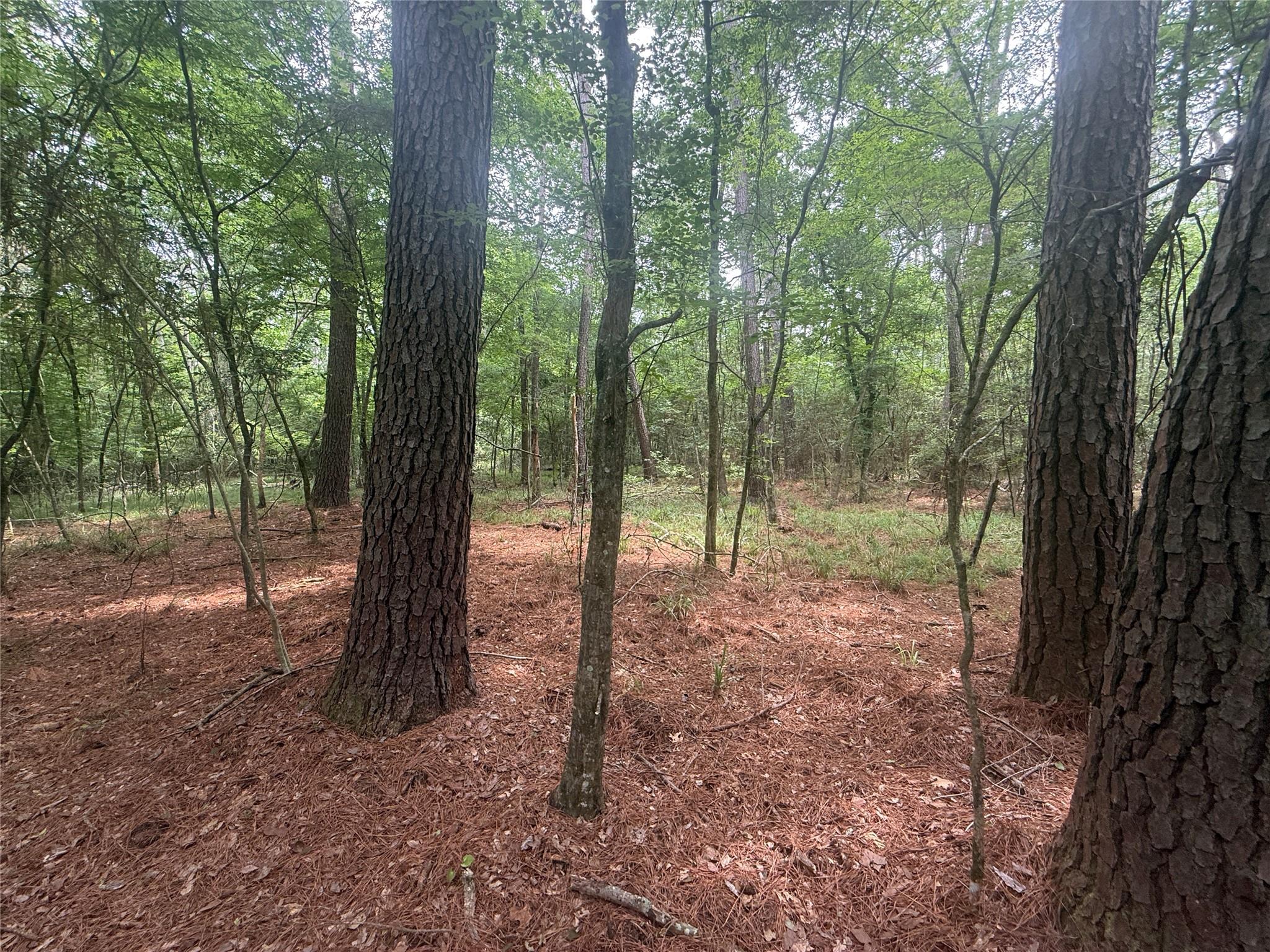 TBD Bilnoski Road