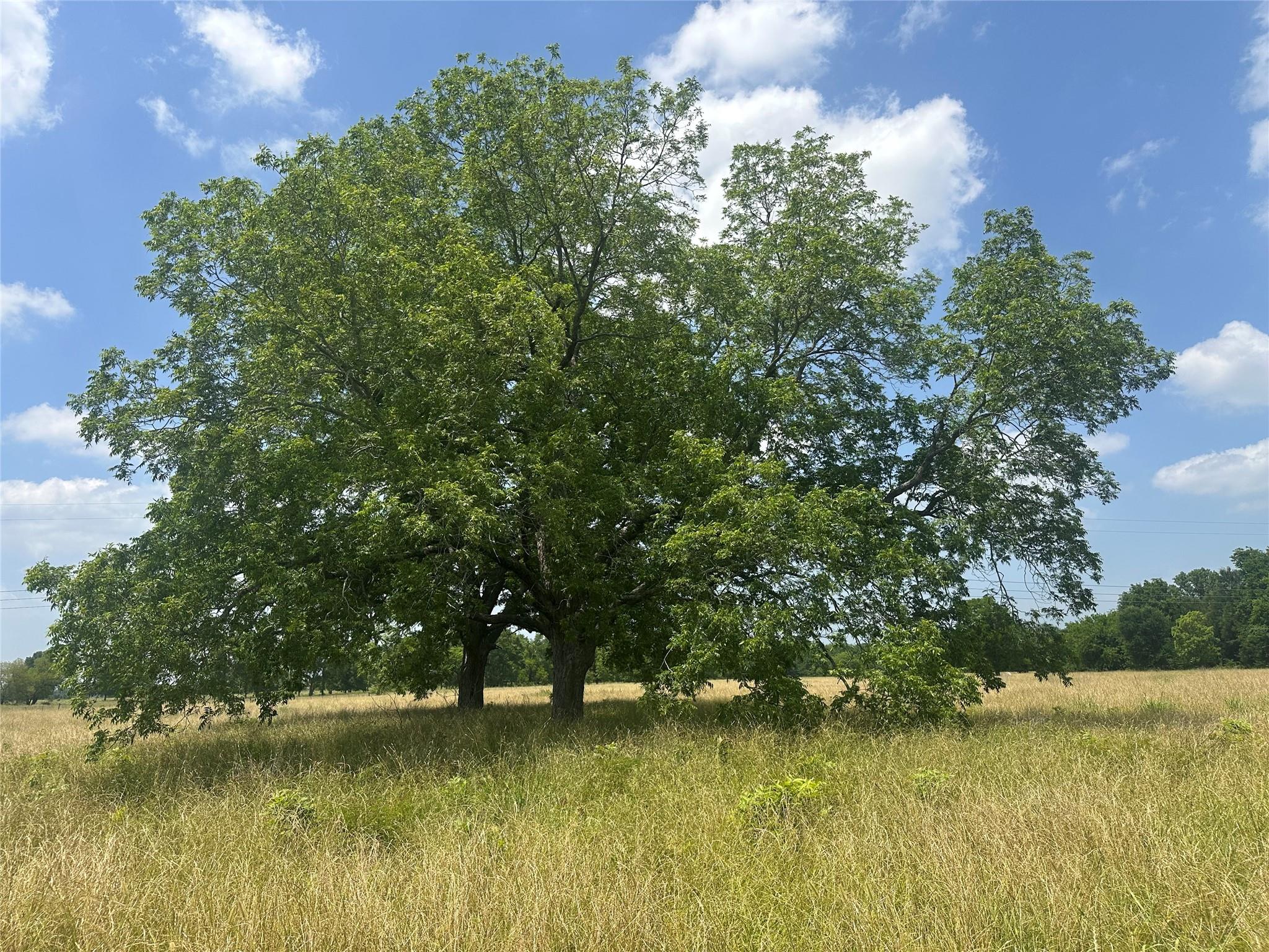 123AC Cr 234