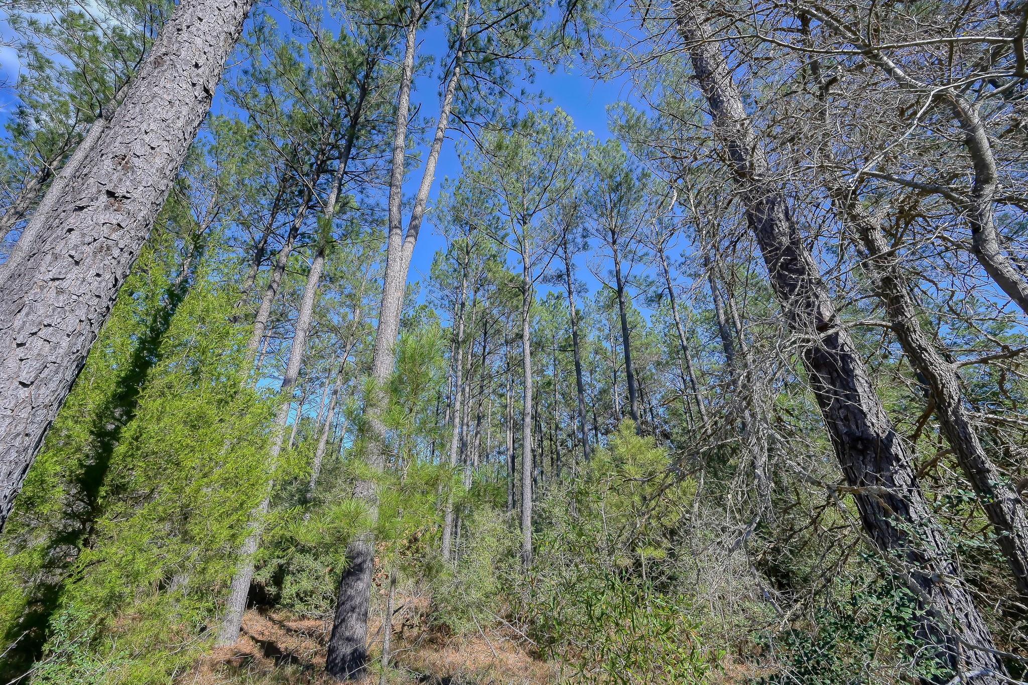 15688 Wooded Trail Way