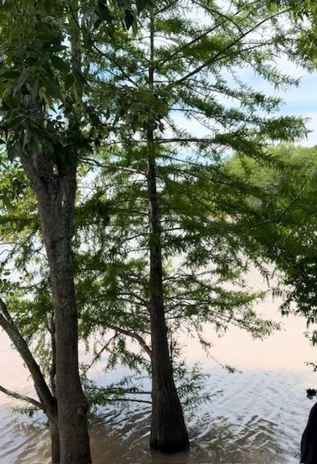 Photo of 6319 Fm-1489, Brookshire, TX 77423 (MLS # 21989417)