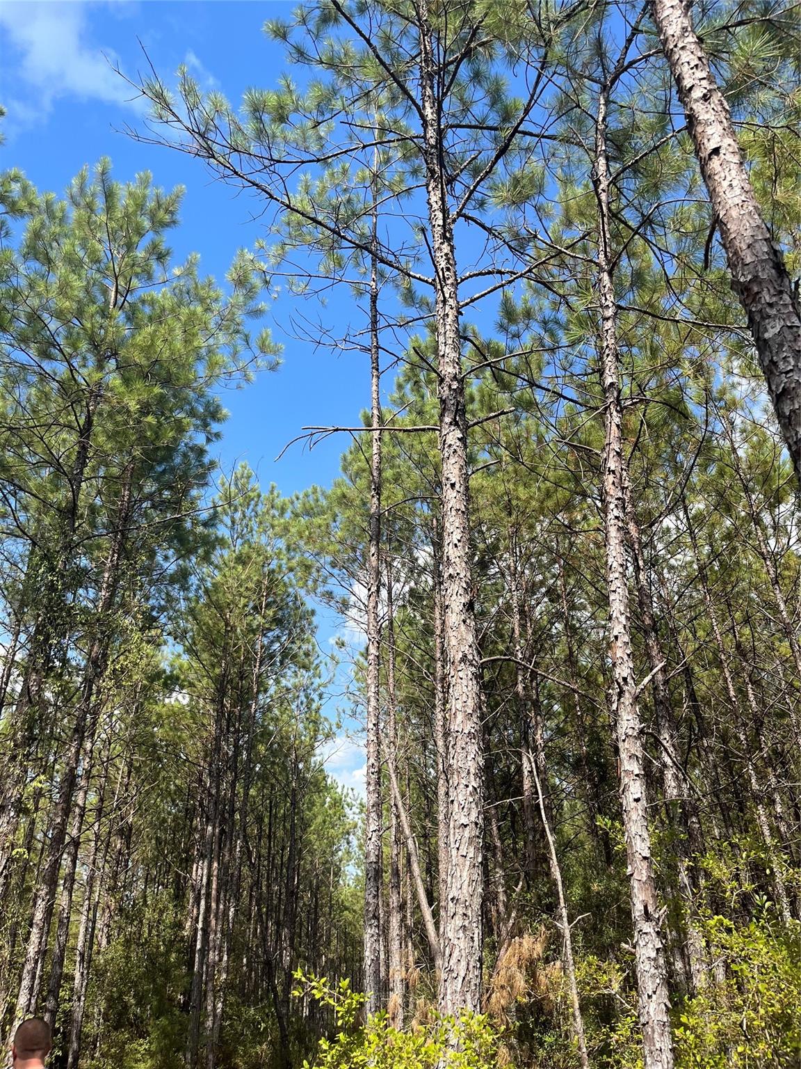 16076 Forest Mill Road