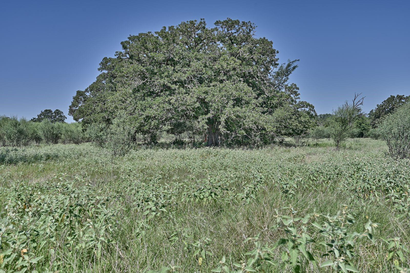 6823 Fawn Oaks Ridge