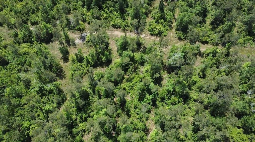 Photo of TBD Kelly Rd Road, Thicket, TX 77374 (MLS # 46393713)