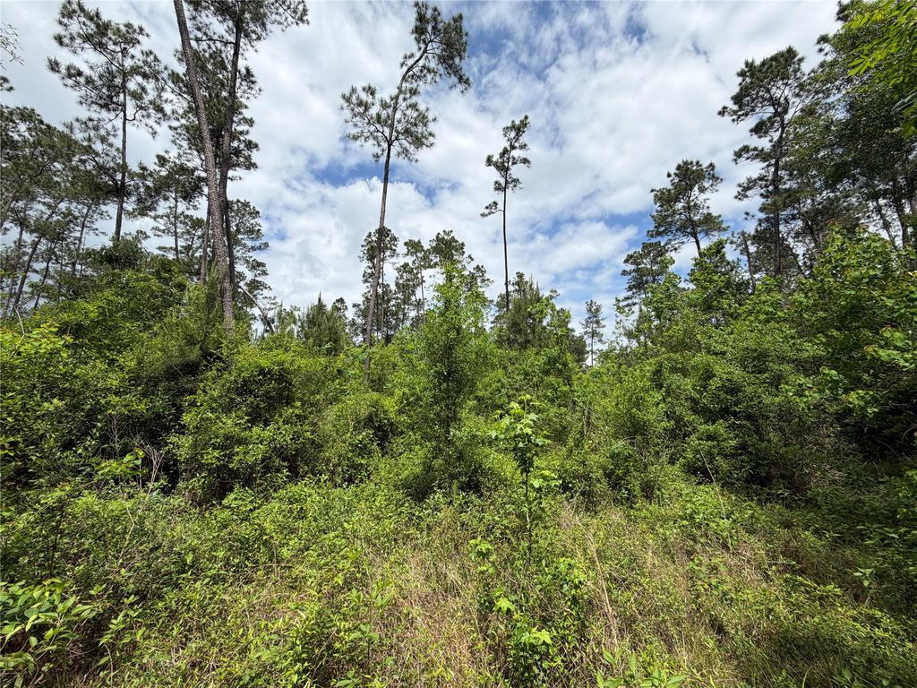 Photo of TBD Kelly Rd Road, Thicket, TX 77374 (MLS # 46393713)