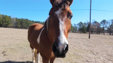 Tiny photo for 5730 E Fm 323, Palestine, TX 75801 (MLS # 64148005)