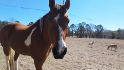 Tiny photo for 5730 E Fm 323, Palestine, TX 75801 (MLS # 64148005)