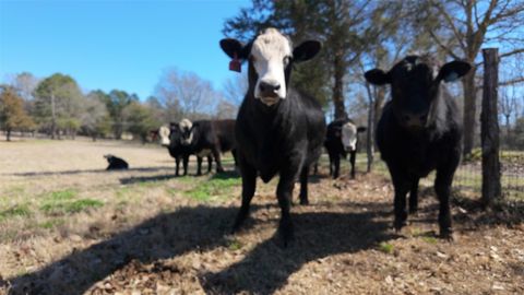 Tiny photo for 5730 E Fm 323, Palestine, TX 75801 (MLS # 64148005)