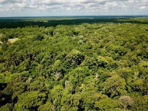 Photo of 11 Cr 4190, Woodville, TX 75979 (MLS # 51324236)