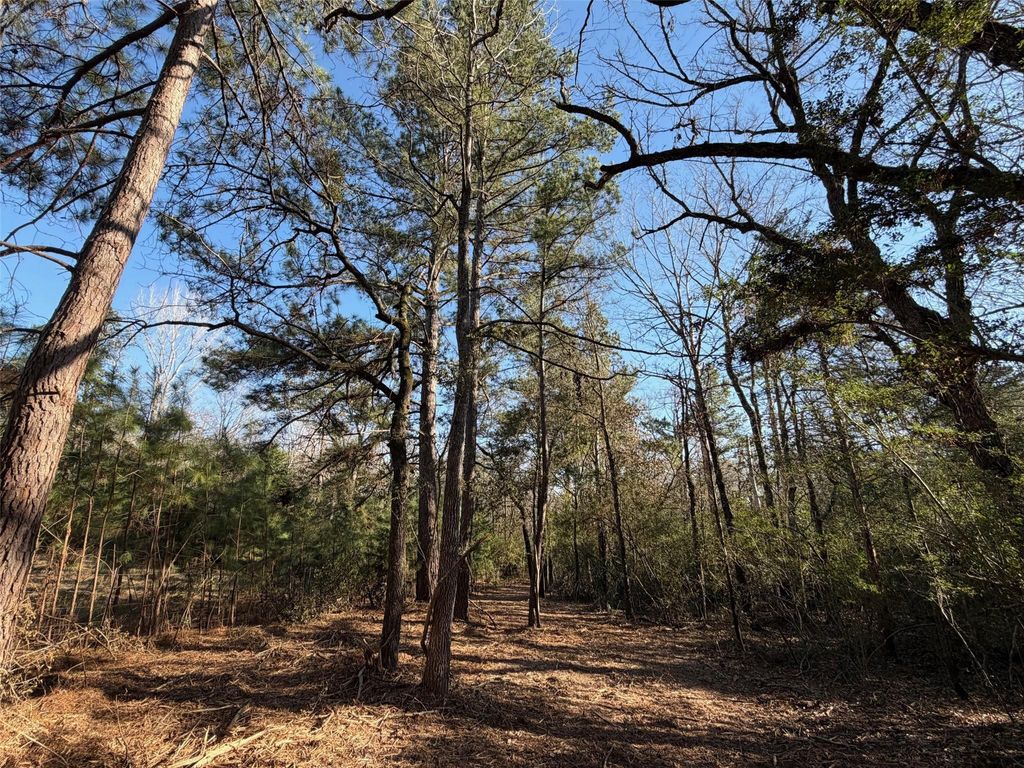 Photo of 26 Cr 295, Oakwood, TX 75833 (MLS # 59627633)