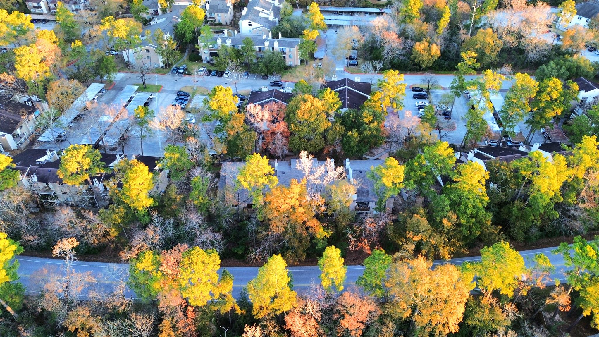 3500 Tangle Brush Drive 1