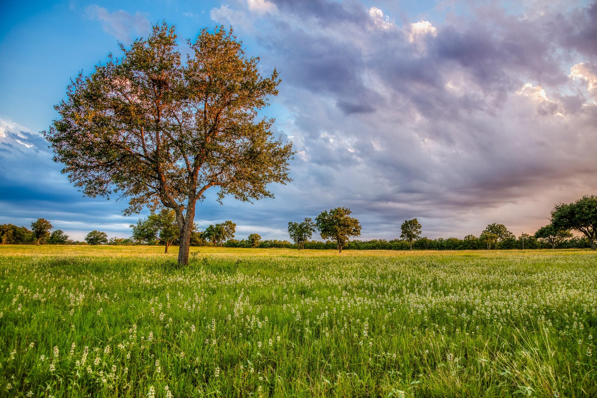 10092 County Road 446