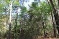 Vacant Land For Sale - TBD Cr 3160<br/> Colmesneil, TX 75938