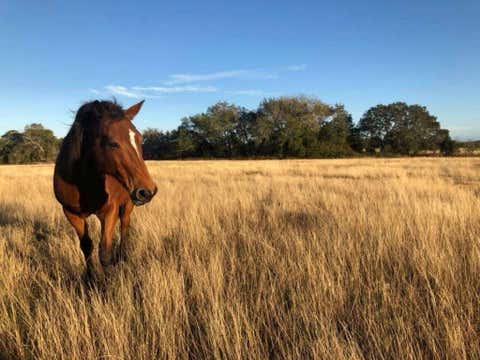 Photo of 4838 Rocky Creek Road, Round Top, TX 78954 (MLS # 17989697)
