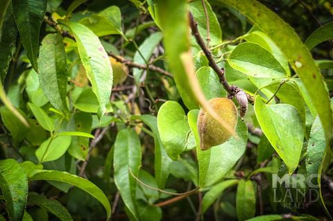 Vacant Land For Sale - 00 County Road 3366<br/> Shelby County, Tenaha, TX 75974