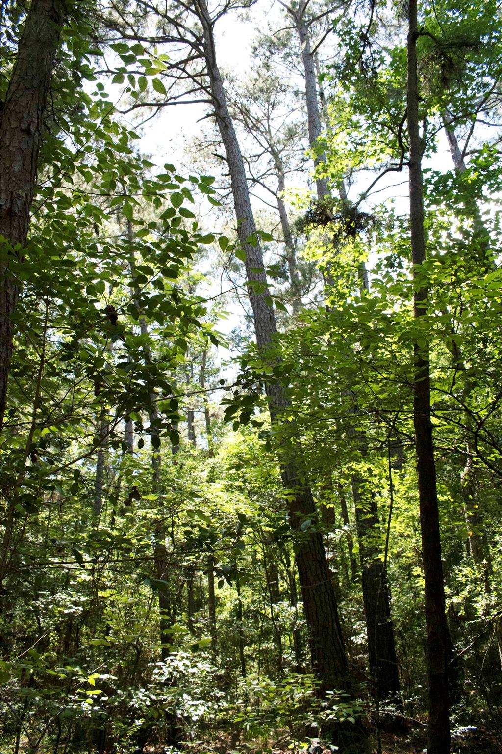 TBD Dogwood Lane