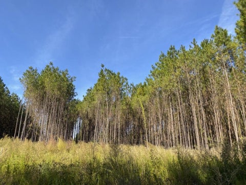 Photo of TBD Cr 1150, Woodville, TX 75979 (MLS # 74403768)
