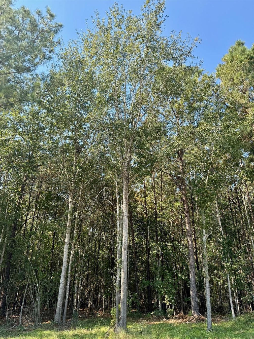 Photo of TBD Stonebrook Drive, Livingston, TX 77351 (MLS # 45726885)