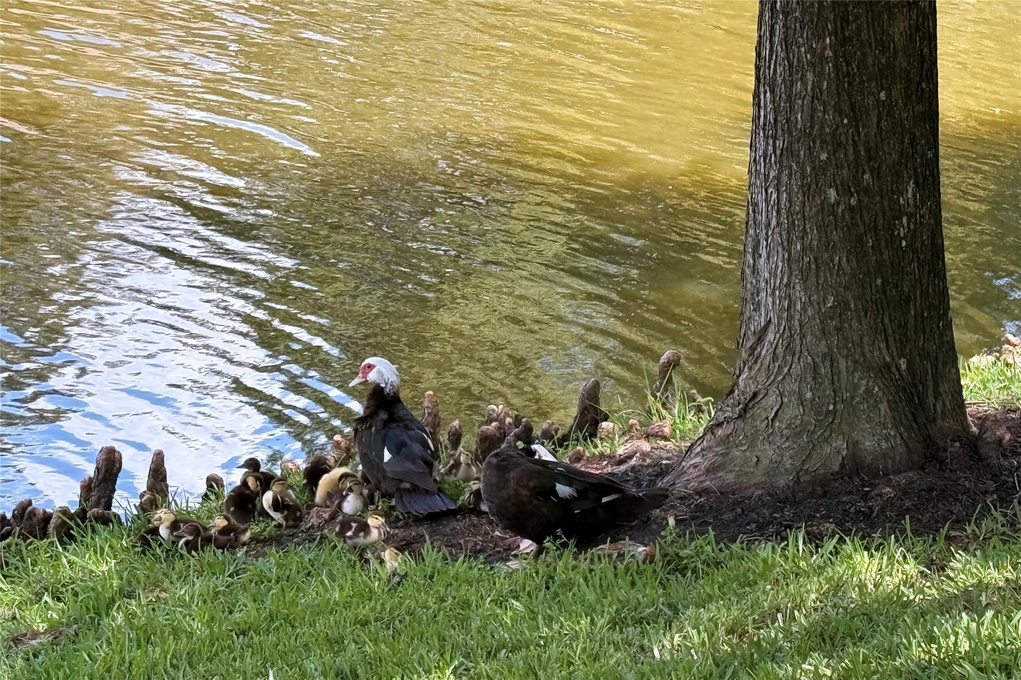 14706 Palladio Drive