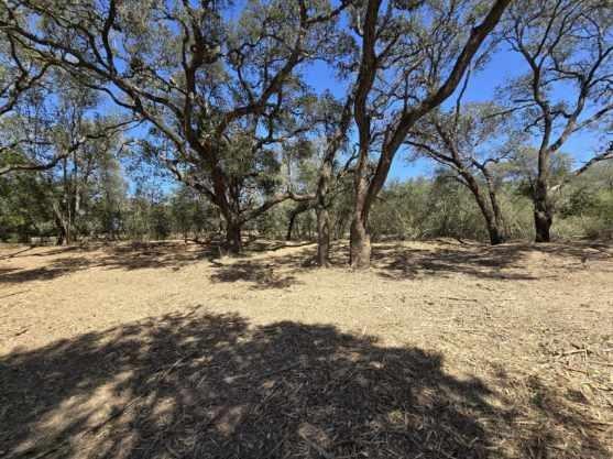 Rock Island, Texas 77470, United States, ,Land,Active,215240