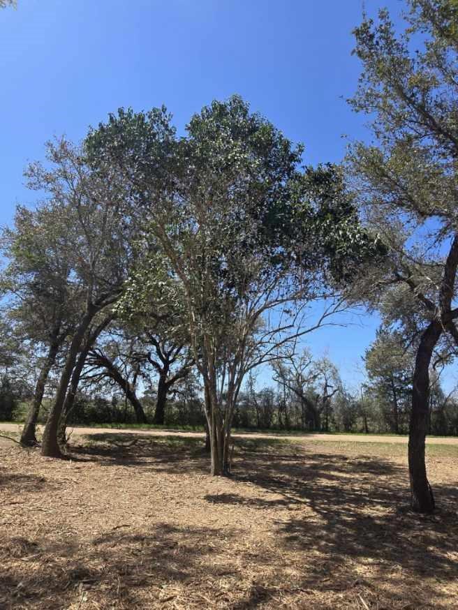 Rock Island, Texas 77470, United States, ,Land,Active,215240