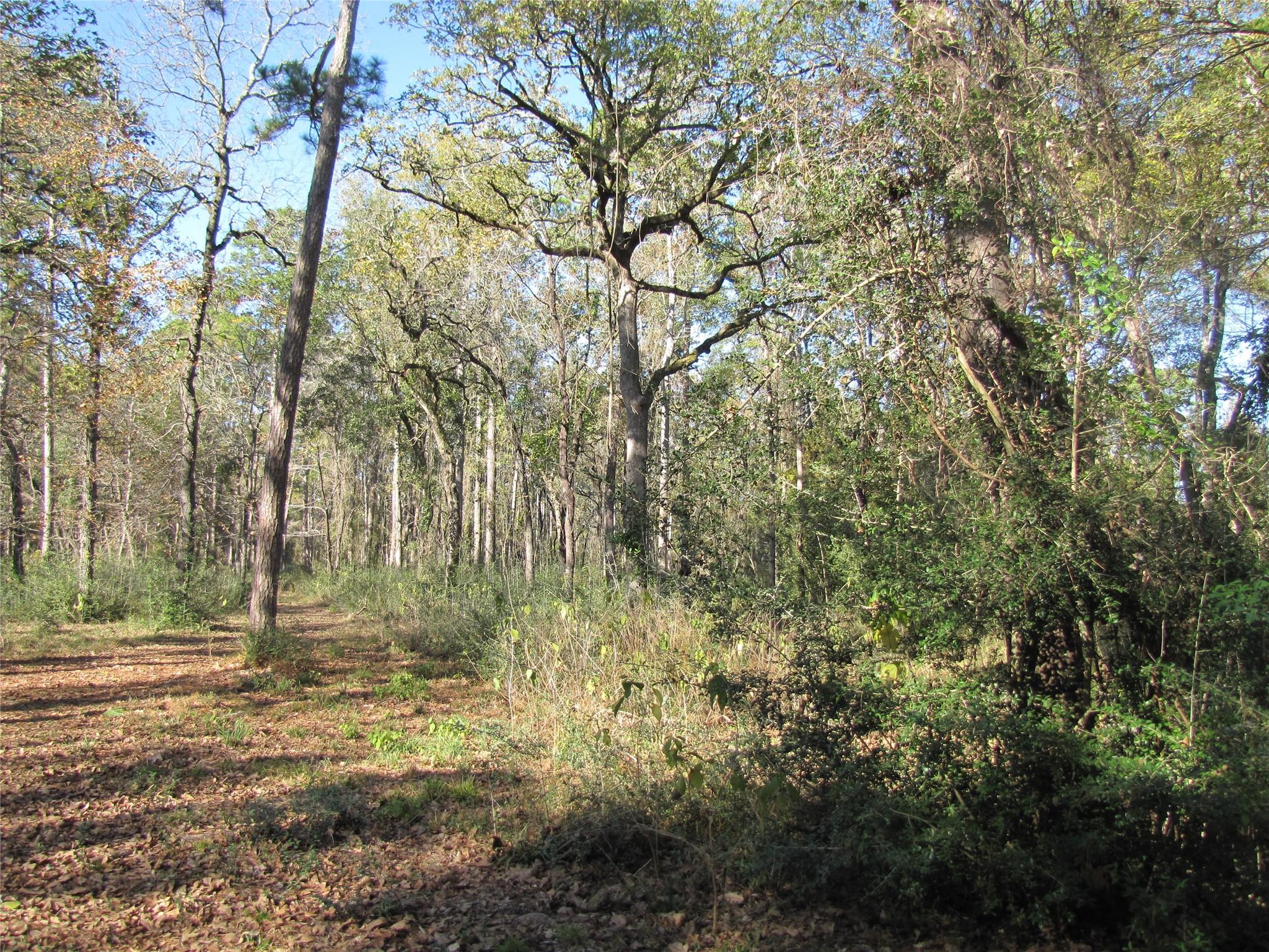 32602 Dogwood Trail
