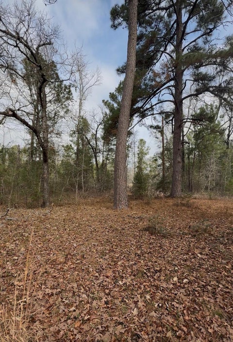 Photo of 24159 Weeren Road, Montgomery, TX 77316 (MLS # 62668573)