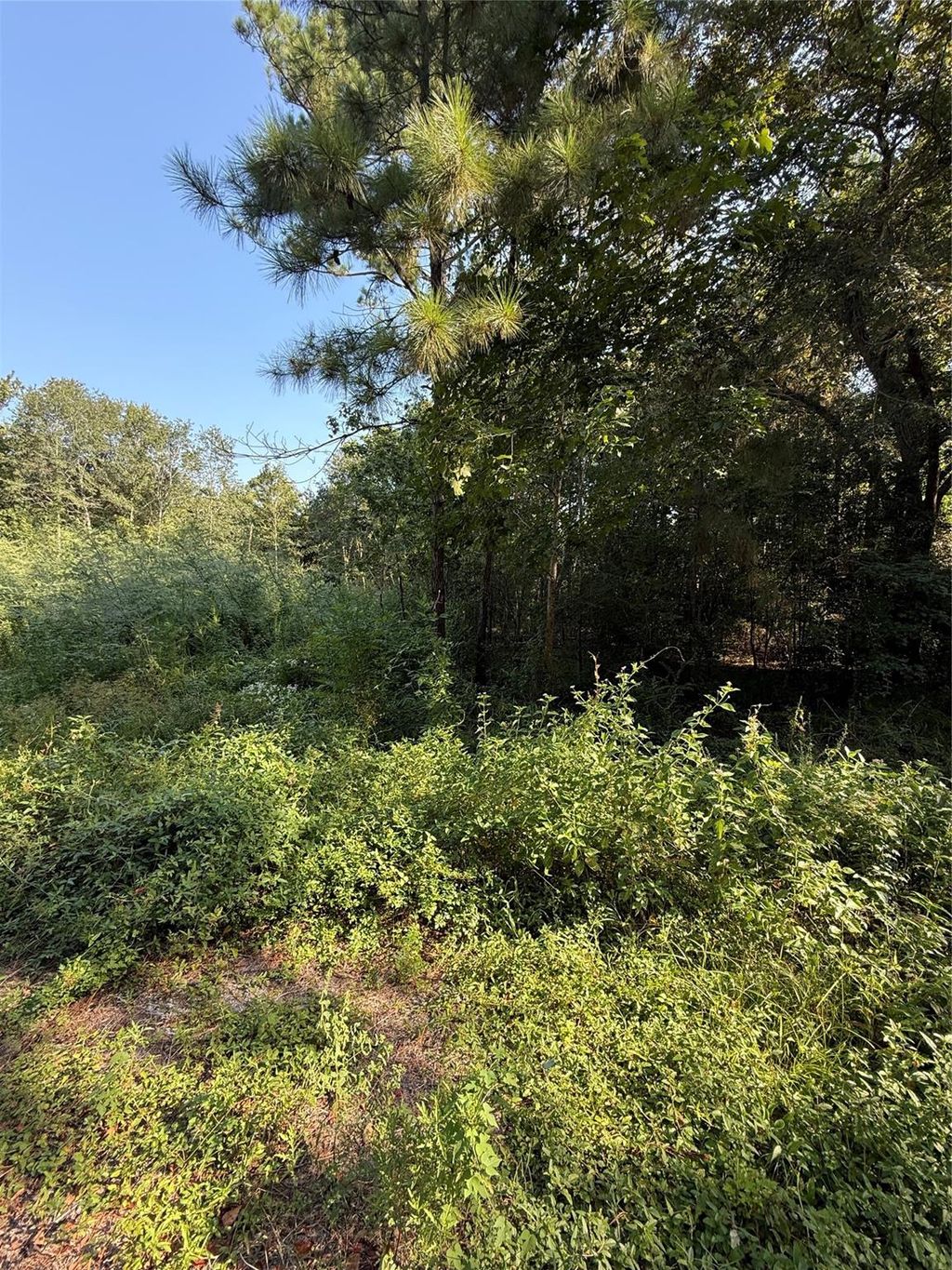 Photo of 1535 Sunrise Trail, Houston, TX 77339 (MLS # 17877119)