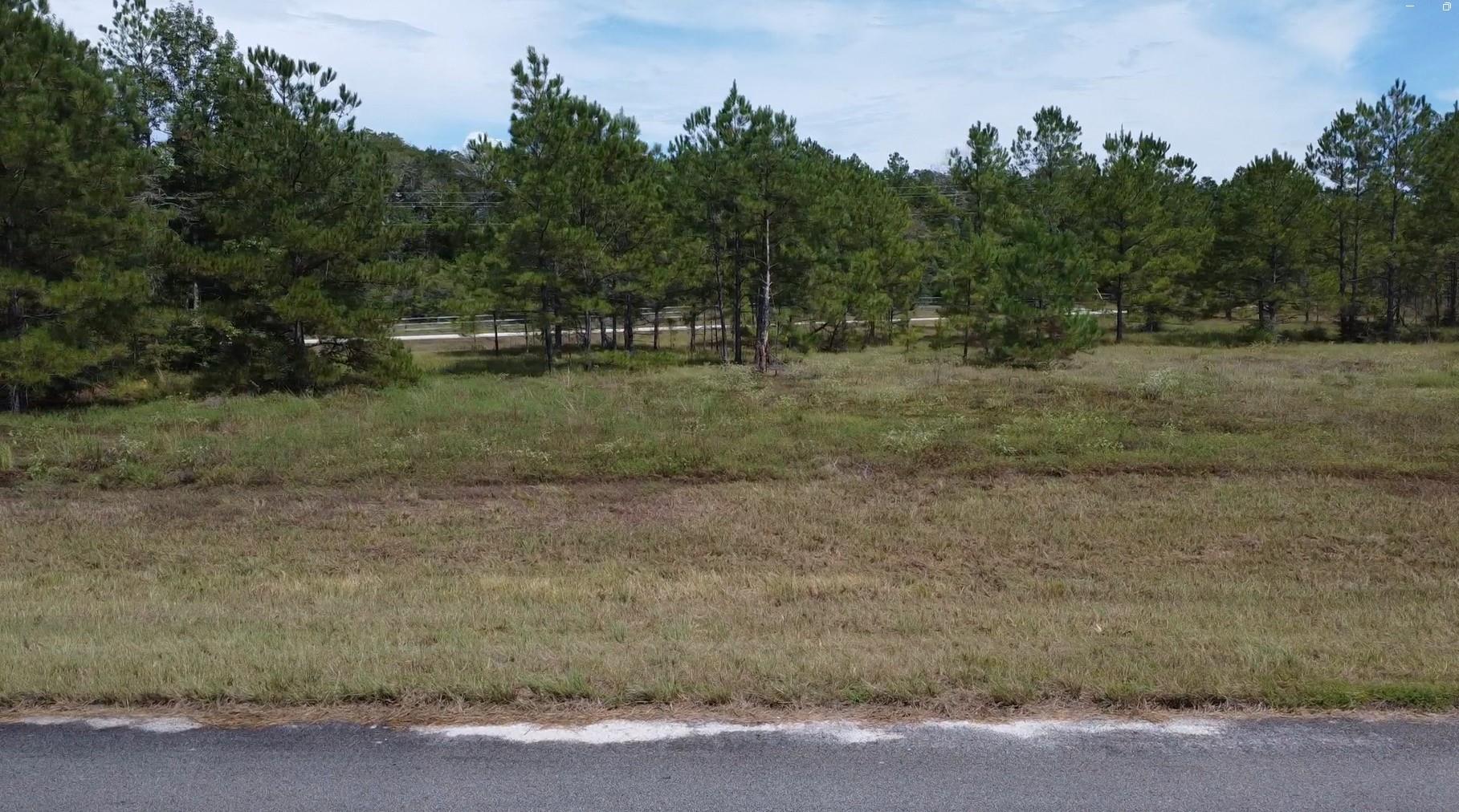 TBD Bambi Court
