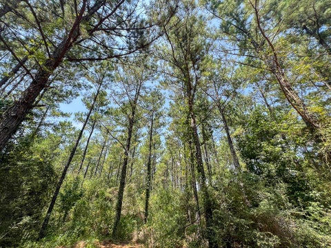 Vacant Land For Sale - 6 County Road 3230<br/> Tyler County, Colmesneil, TX 75938