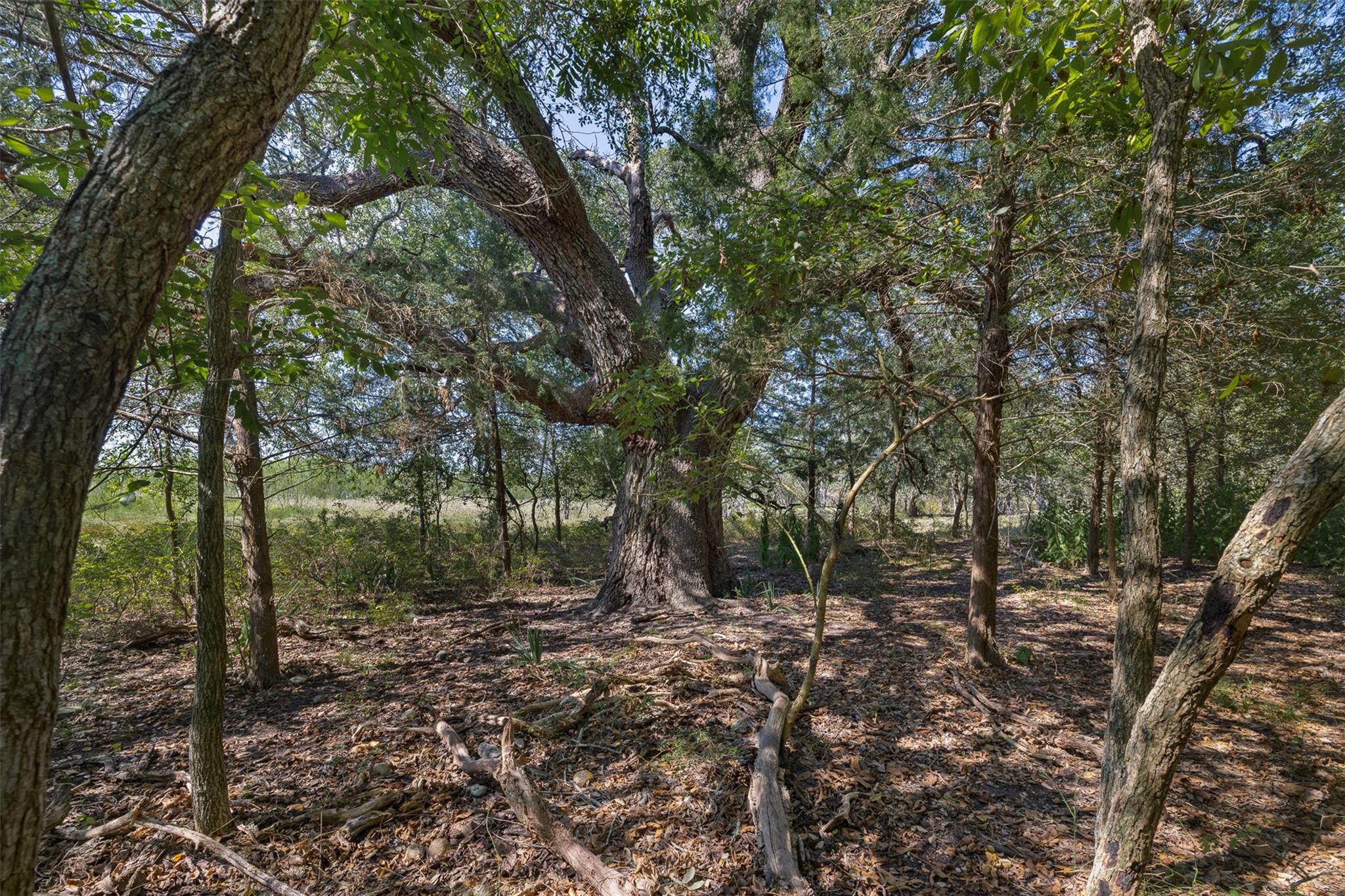 TBD Roznov Road