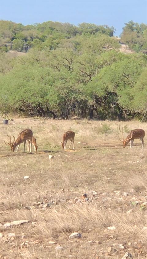 Photo of 41 Tx Hwy 41, Rocksprings, TX 78880 (MLS # 84455591)