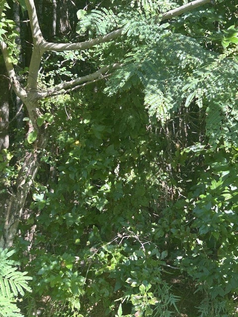 Photo of 66 Cr 451, Kirbyville, TX 75956 (MLS # 93235504)