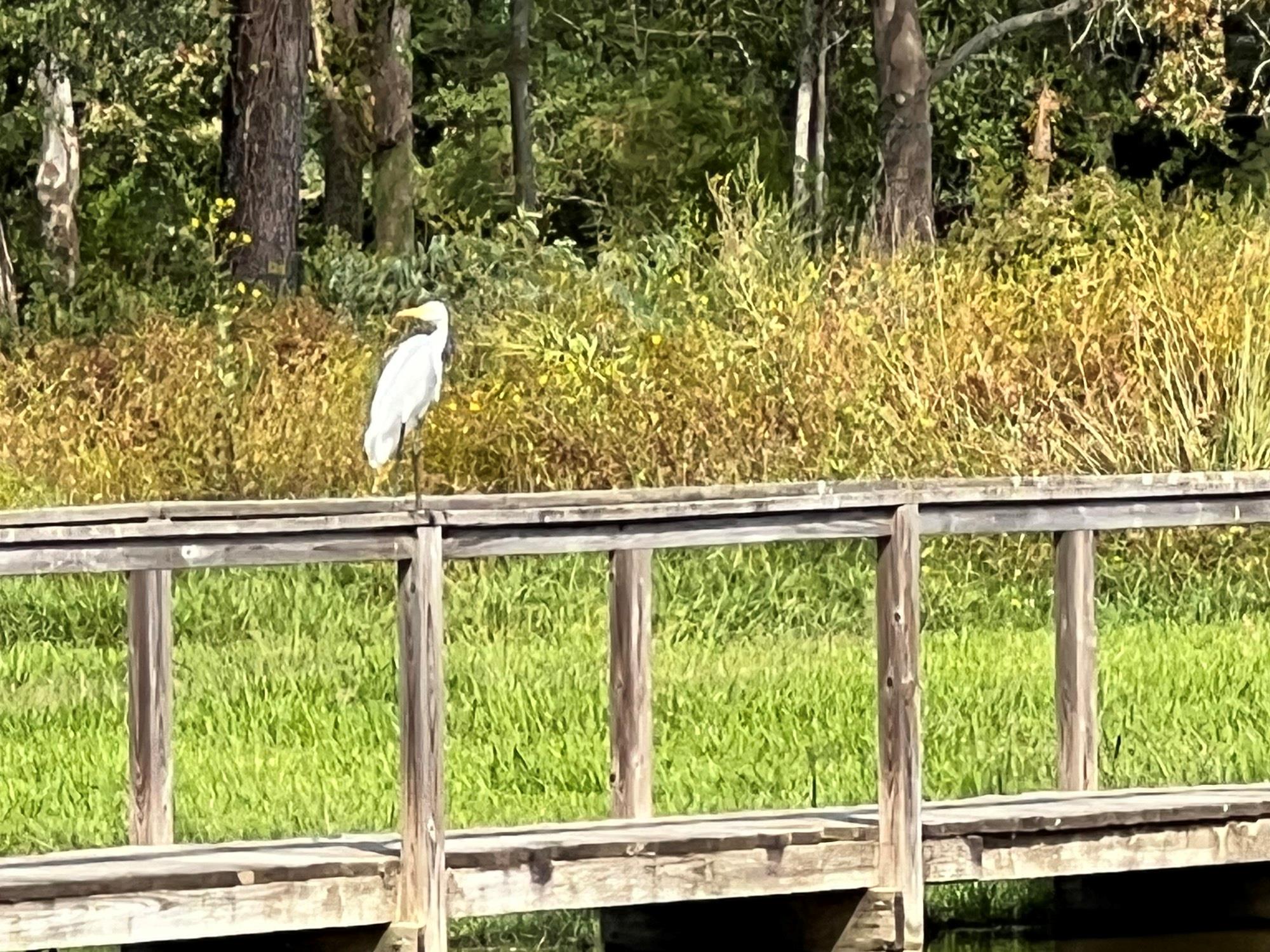 Conroe, Texas 77316, United States, 3 Bedrooms Bedrooms, ,2 BathroomsBathrooms,Residential,Active,232518