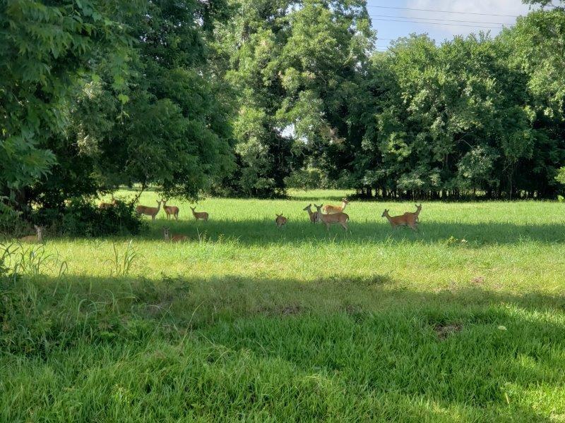267 & 273 Middle Bayou Trail
