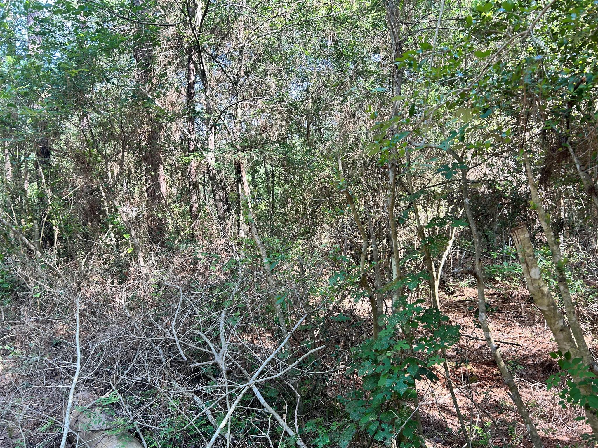 Lot 28 Sycamore Lane