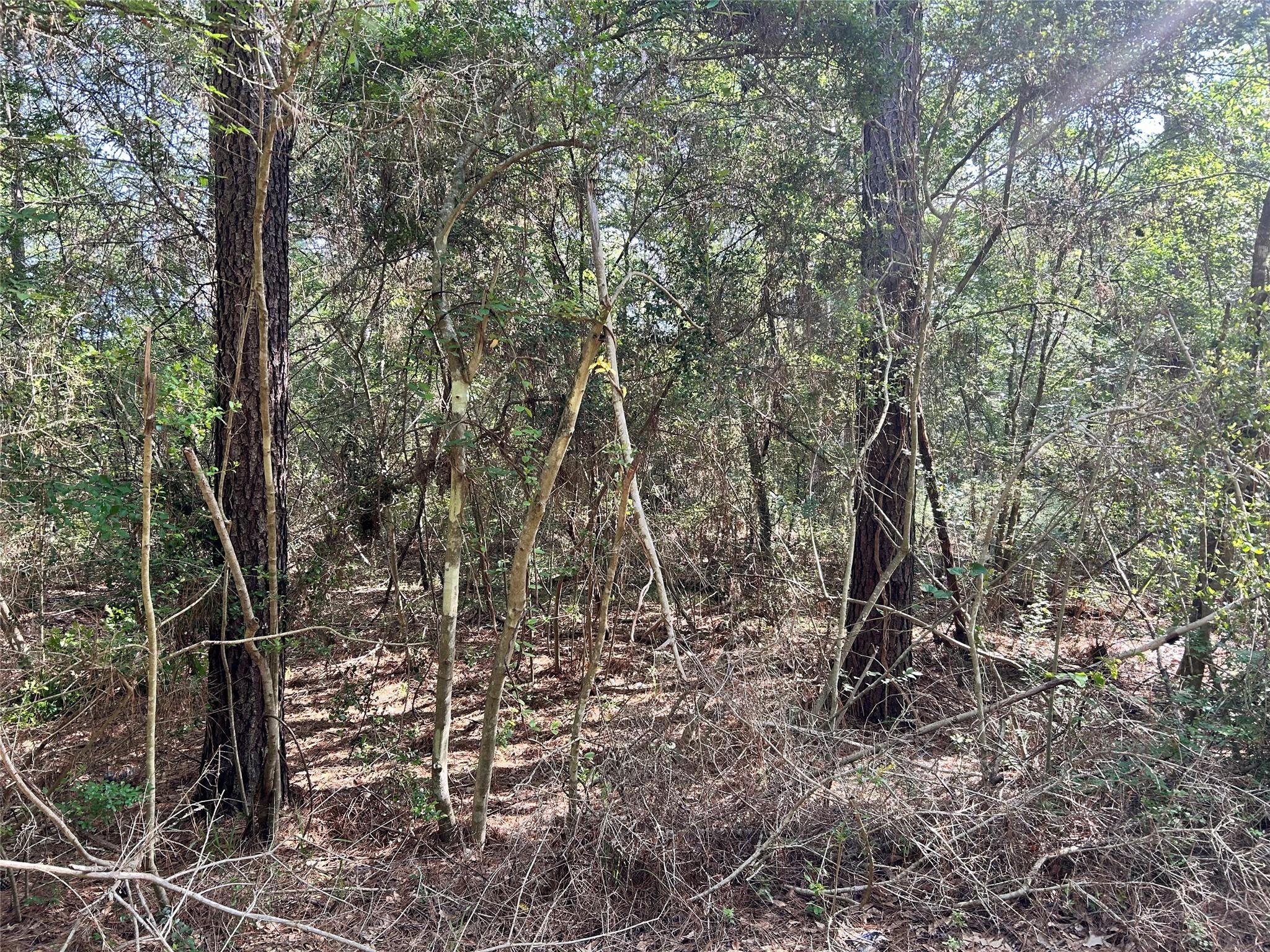 Lot 28 Sycamore Lane