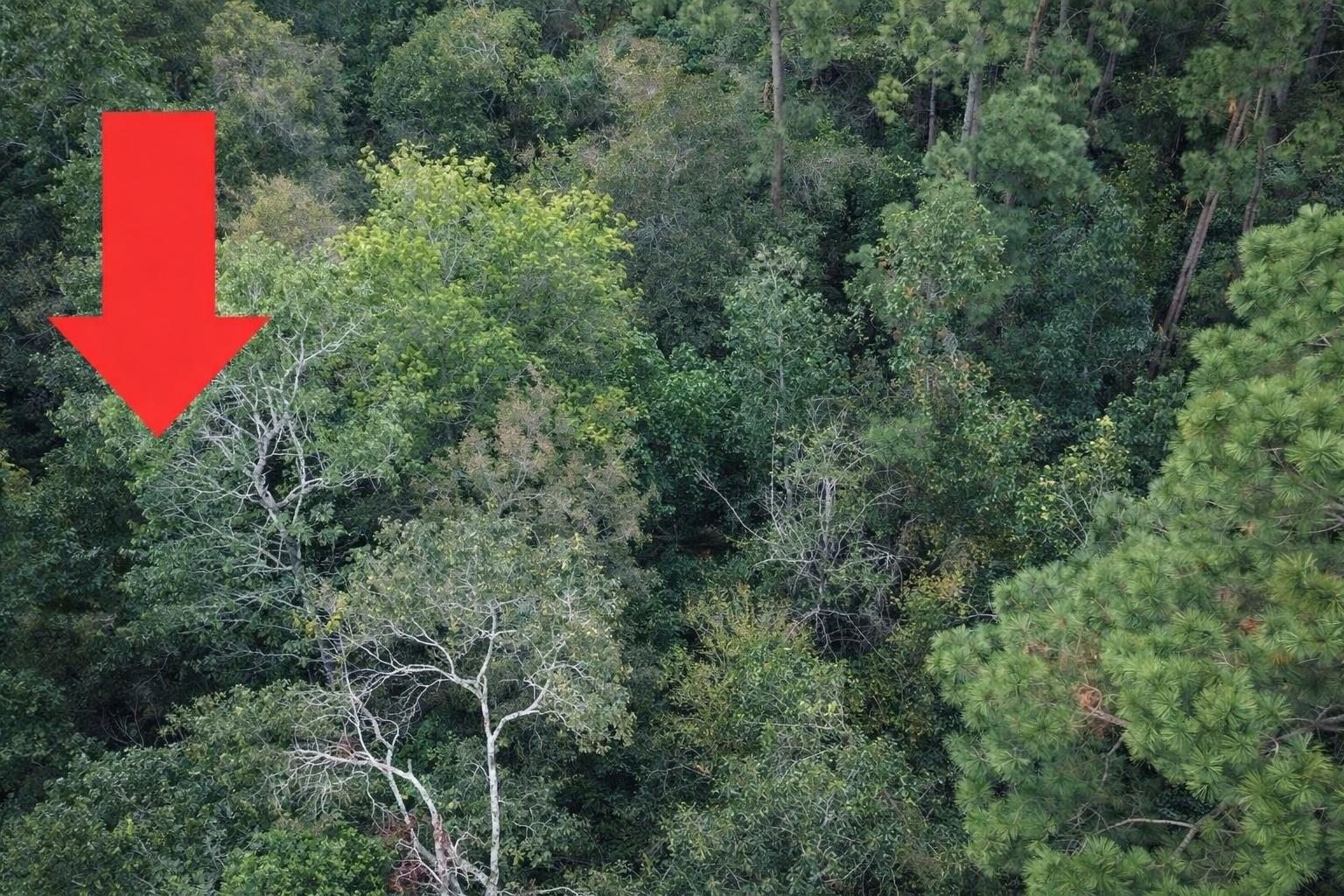 TBD North Essex Drive