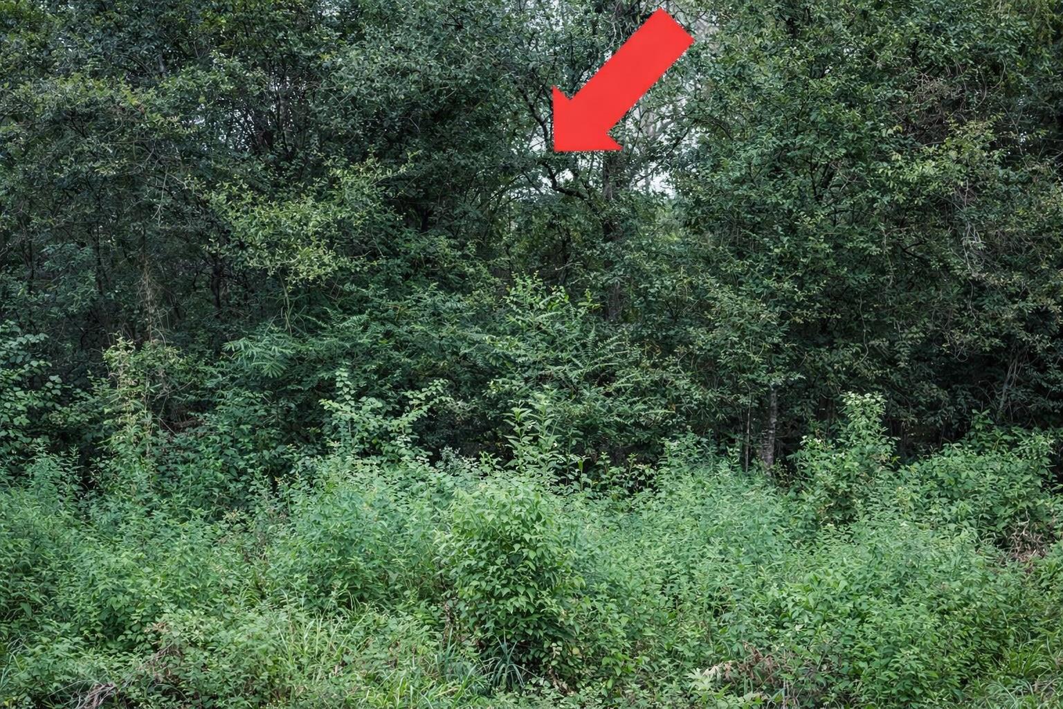 TBD North Essex Drive