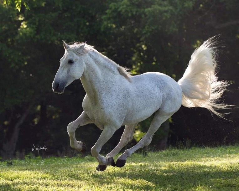 2810 Precinct Line Road