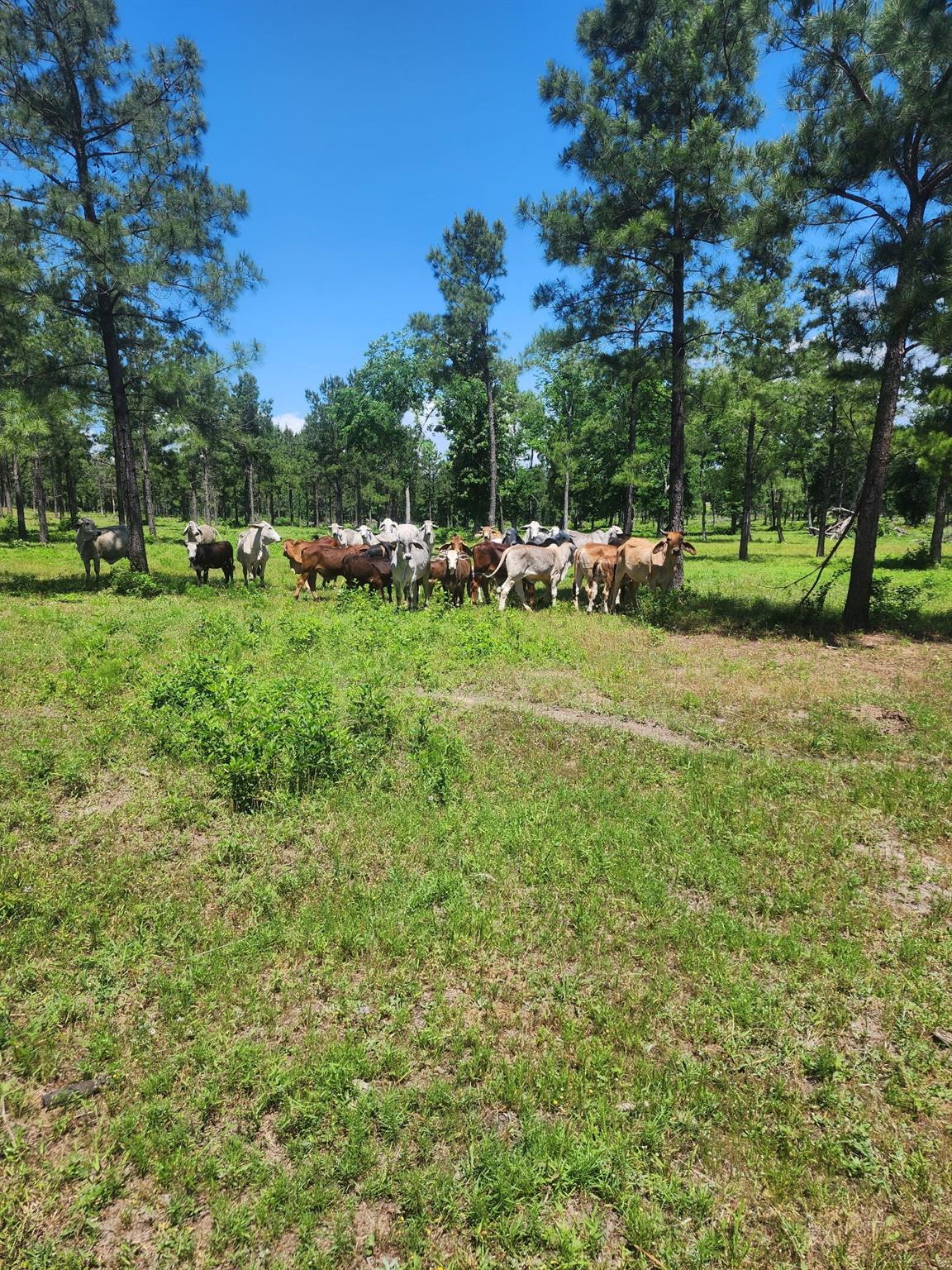 3116 State Highway 75 N