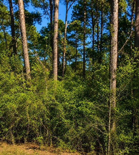 Vacant Land For Sale - Curry Street<br/> Livingston, TX 77351