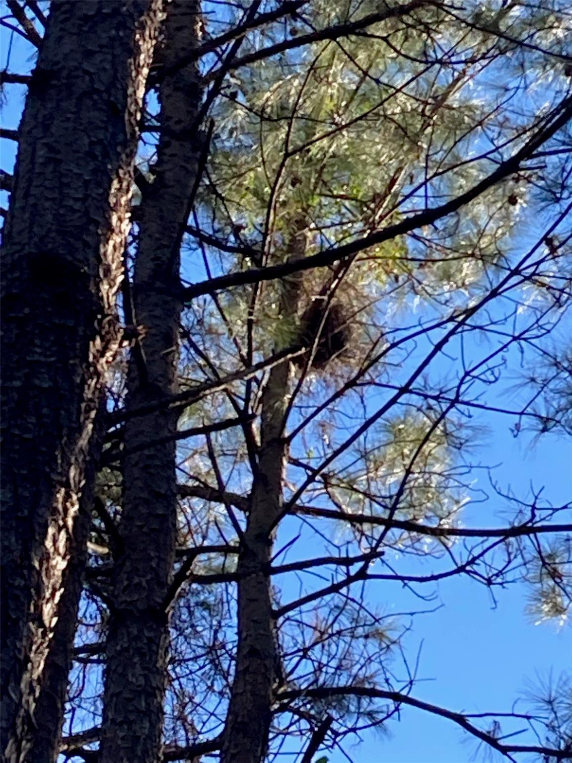 15697 Forest Grove Drive