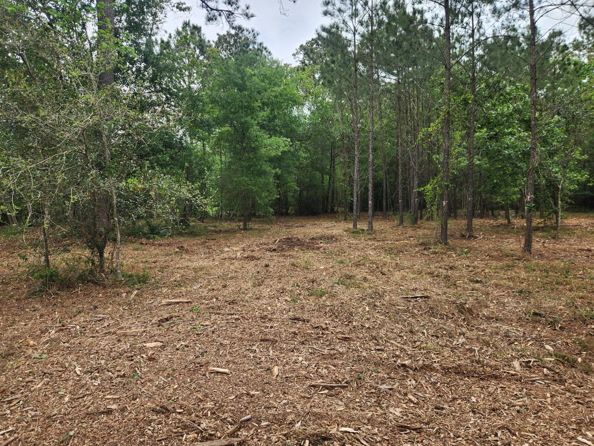 7203 Bayou Timbers Drive